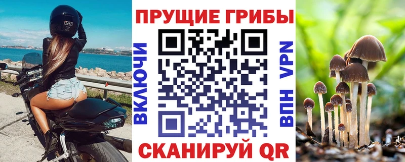 Купить  Кяхта  Псилоцибиновые грибы Psilocybine cubensis 